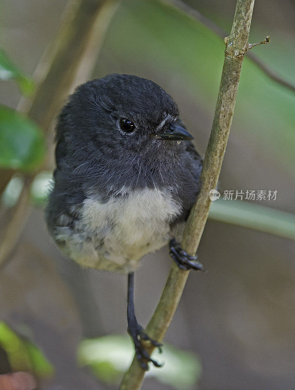 斯图尔特岛知更鸟(Māori)， Petroica australis rakiura，是一种麻雀大小的鸟，只在新西兰发现，它是新西兰特有的受保护物种。这种鸟稀稀落落地分布在南岛和斯图尔特岛